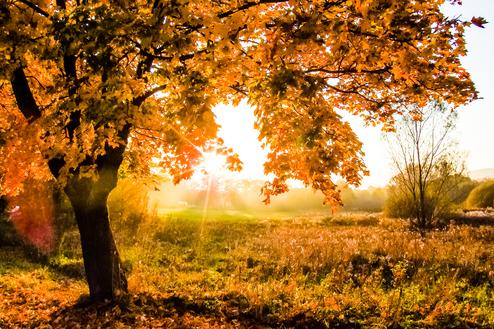 Herbstlicher Baum mit orangefarbenen Blättern vor der Sonne in einer nebligen Landschaft.